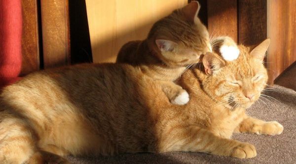 Los gatos se limpian unos a otros