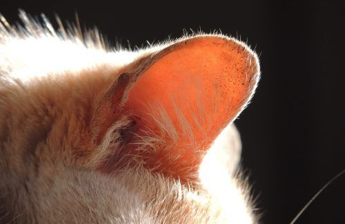 Cómo limpiar las orejas a tu gato