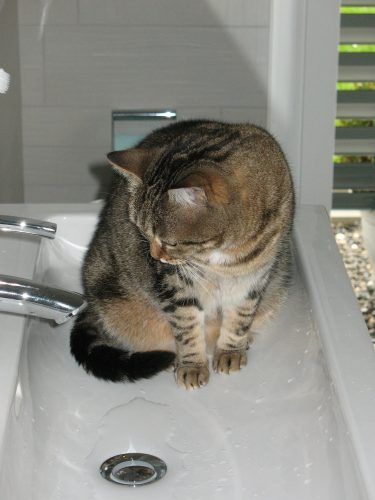 Meter a un gato en el baño