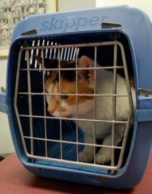 Cómo llevar a un gato callejero al veterinario