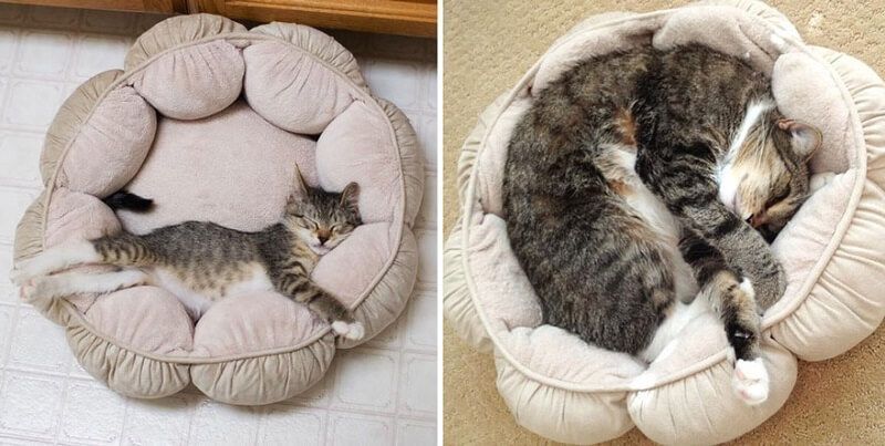 Gatos antes y después de haber crecido 11