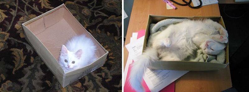 Gatos antes y después de haber crecido 12