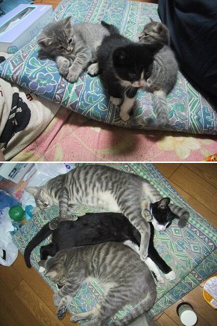 Gatos antes y después de haber crecido 15
