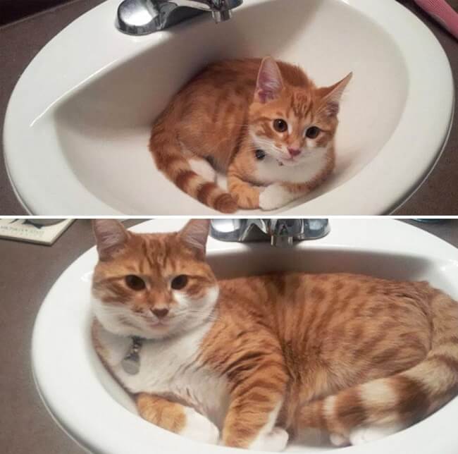 Gatos antes y después de haber crecido 5