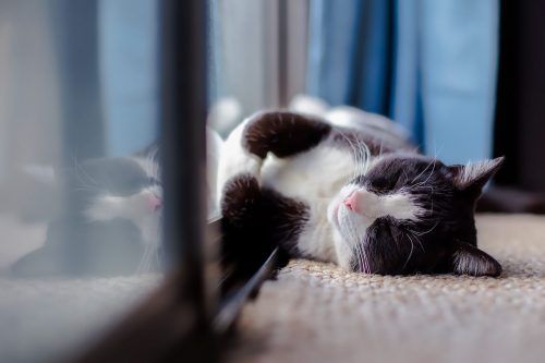 Cuántas horas duermen los gatos