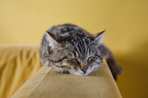 Cuánto duerme un gato adulto