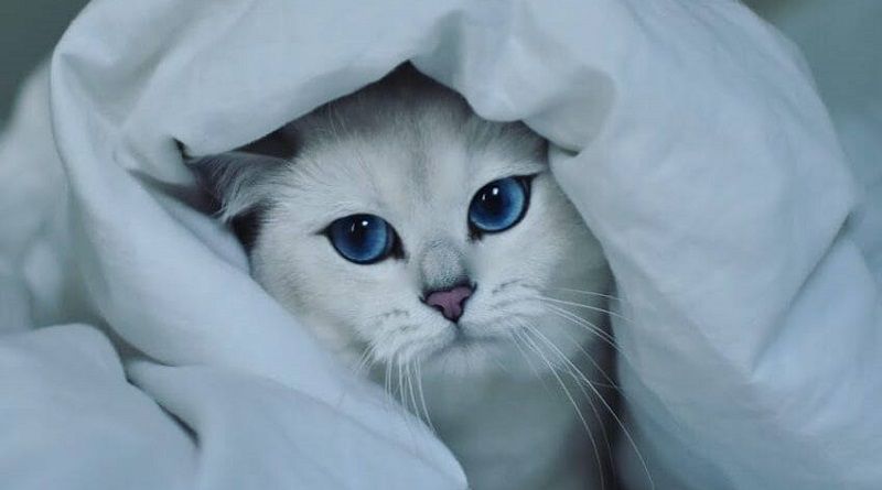 Coby The Cat, el precioso gato con ojos azules