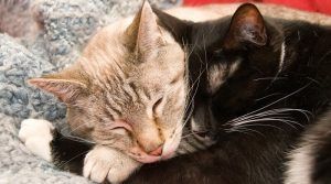 Cómo hacer que dos gatos se lleven bien