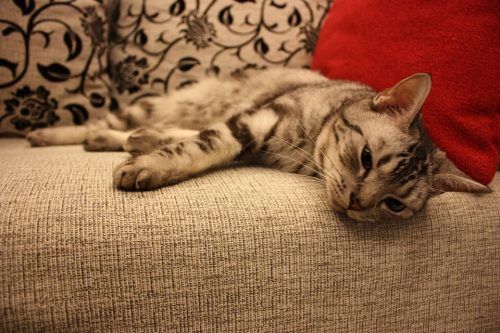 Por que los gatos arañan el sofá