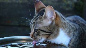 Mi gato bebe mucha agua
