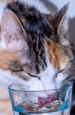 Por qué mi gato bebe mucha agua