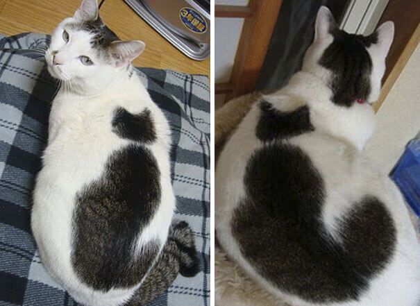 Gato con un gato en su pelaje