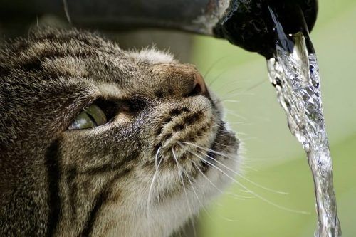 Mi gato ha dejado de beber agua