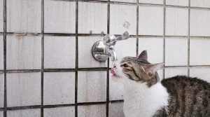 Mi gato no bebe agua