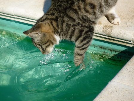 Porque los gatos tienen miedo al agua