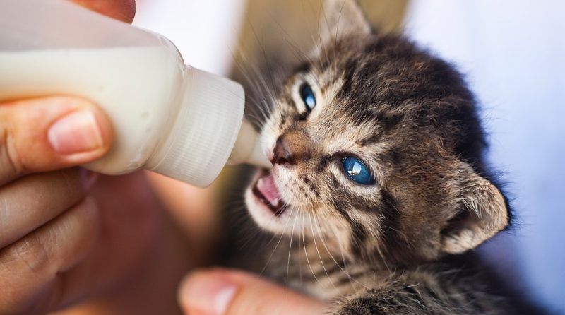 Alternativas a la leche para gatos de Mercadona