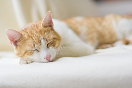Por qué los gatos pasan tanto tiempo durmiendo