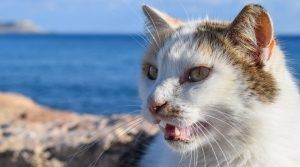 Por qué tu gato abre la boca cuando huele algo