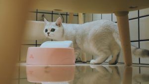 Productos para eliminar el olor a orina de los gatos