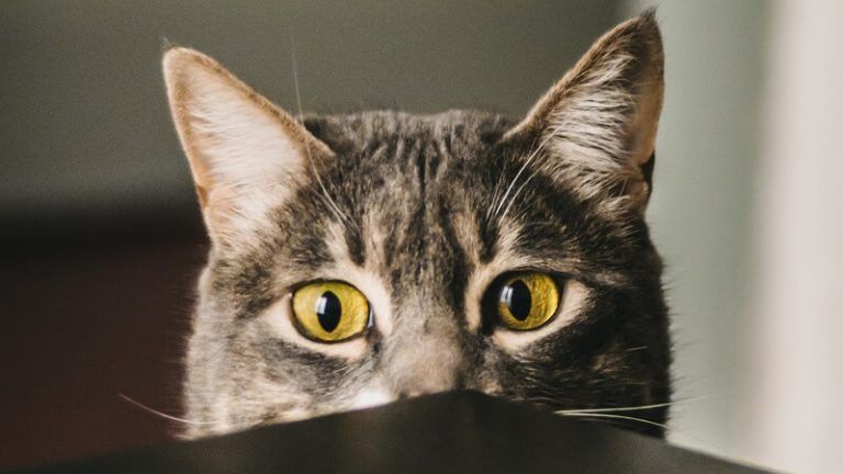 Como Hacer Que Un Gato Confie En Ti