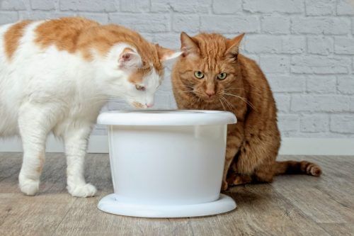 Dos gatos bebiendo agua