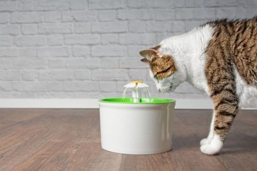 Fuente de agua para gatos