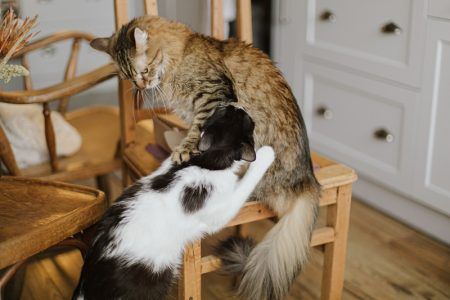 Dos gatos jugando