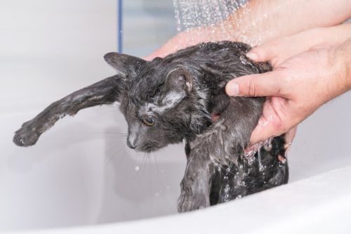 Recomendaciones al bañar a tu gato