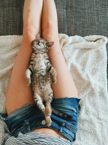 gato dormido sobre las piernas