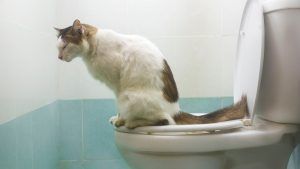 Enseñar al gato a usar el wc