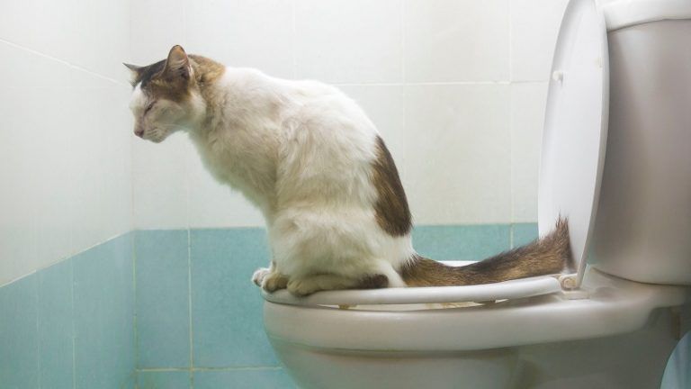 Enseñar A Tu Gato A Usar El Inodoro