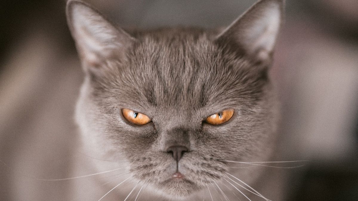 10 cosas que tu gato odia de ti