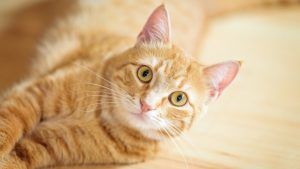 7 curiosidades de los gatos naranjas