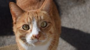 Por qué tu gato te mira fijamente
