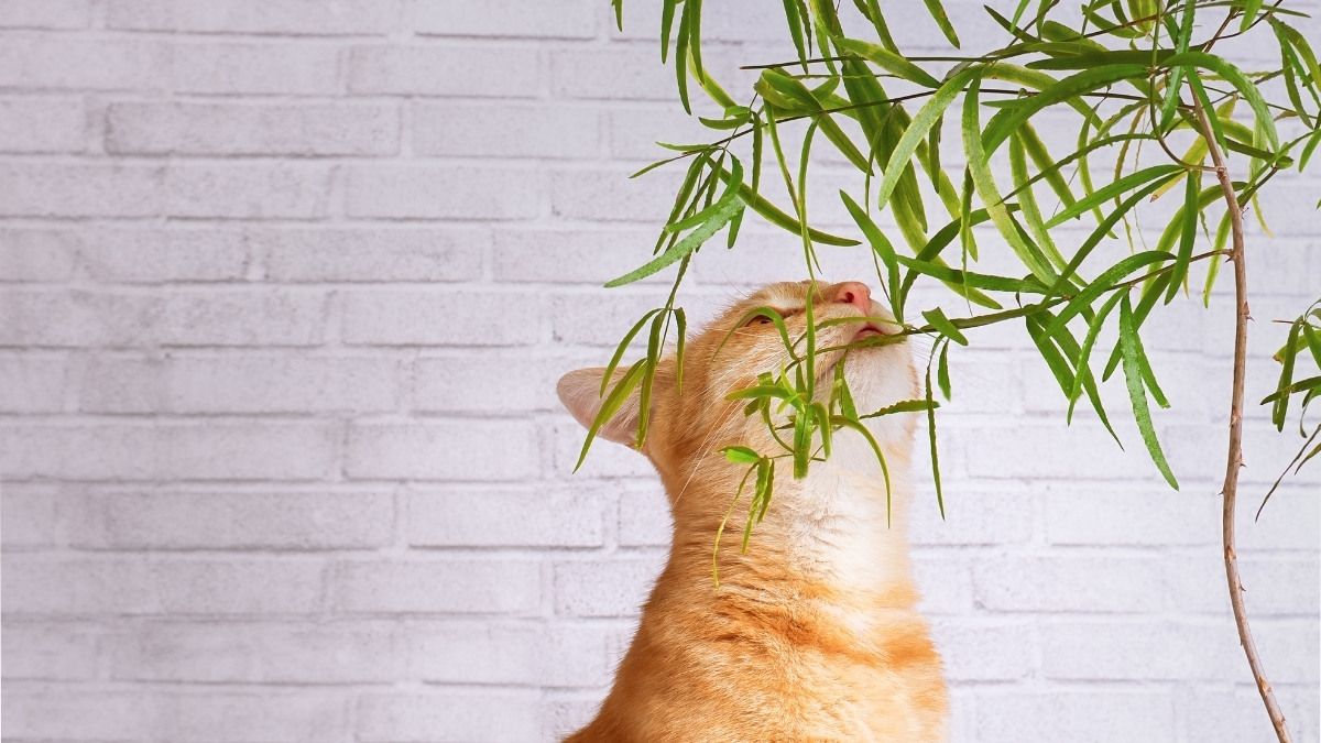 Cómo alejar a tu gato de las plantas