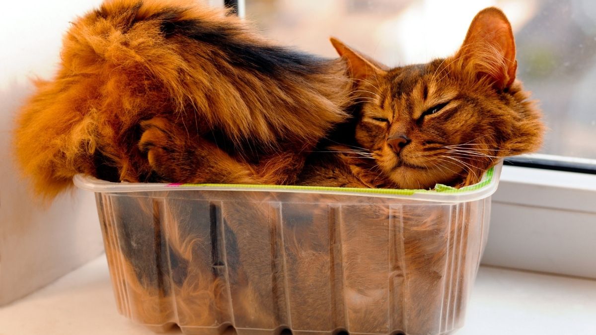 Por qué los gatos aman meterse en espacios reducidos