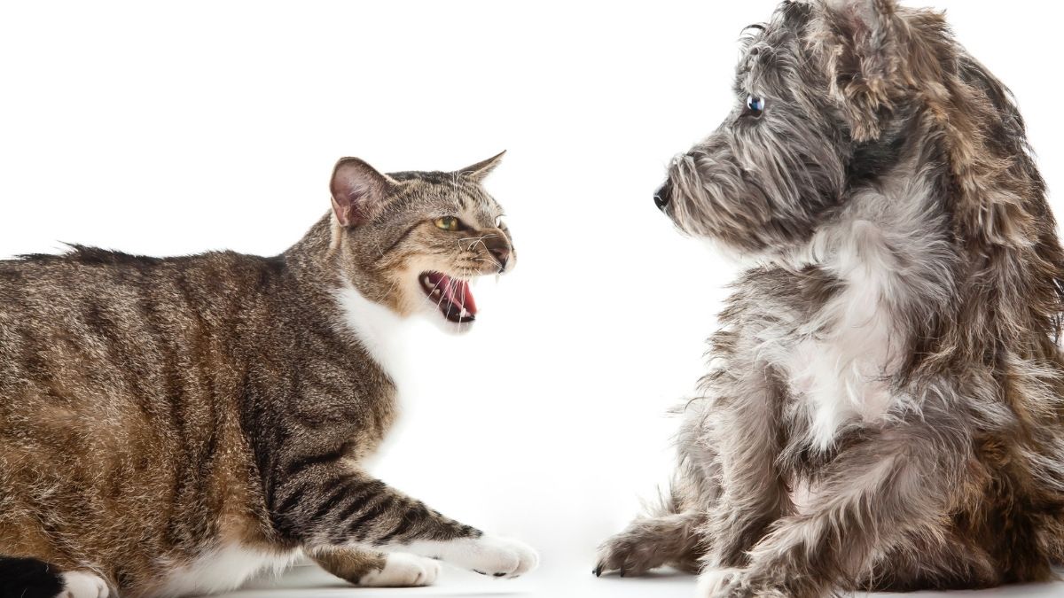 Por qué los gatos odian a los perros