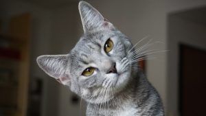 Errores al educar a un gato