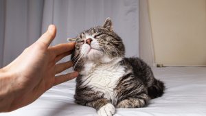 Cómo y dónde acariciar a un gato