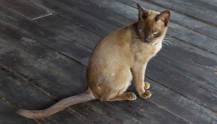 Gato Burmés