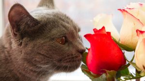 Los 10 olores que los gatos aman