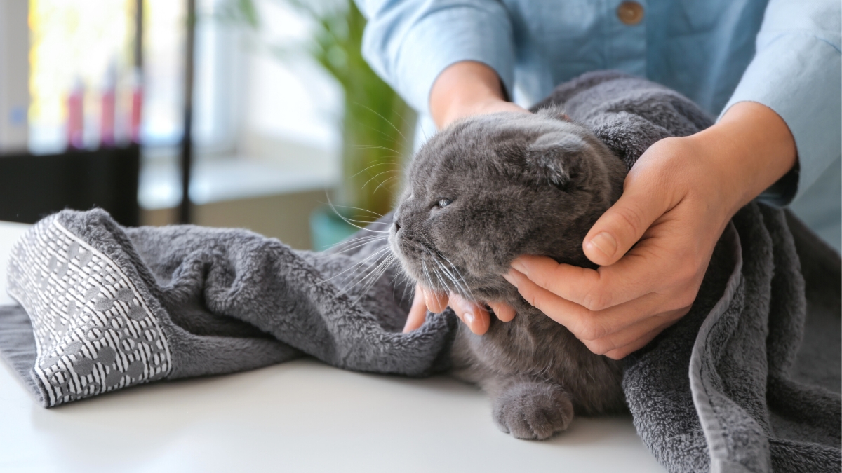 Cómo limpiar a un gato sin bañarlo