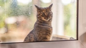 Lo que debes evitar al dejar solo a tu gato