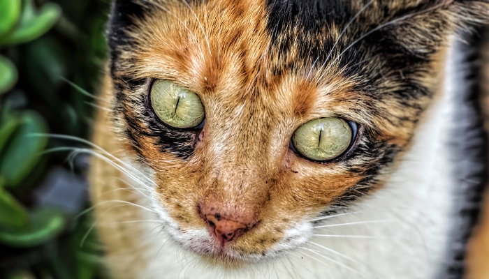 Pupilas de un gato enfadado
