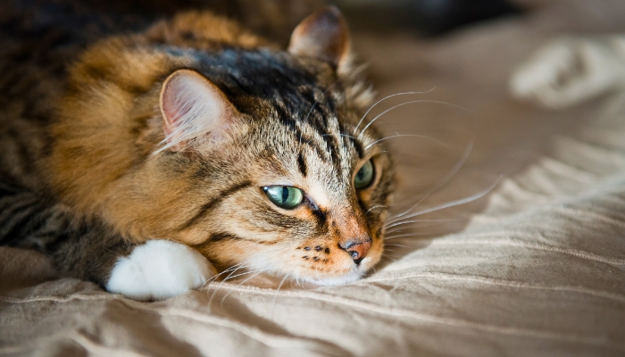 Cómo identificar alergias en gatos