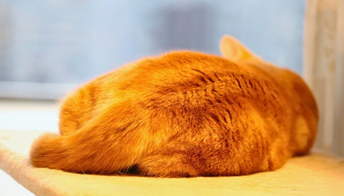 Cómo saber si tu gato está resentido contigo