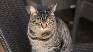 Cómo se sabe si un gato tiene dolor