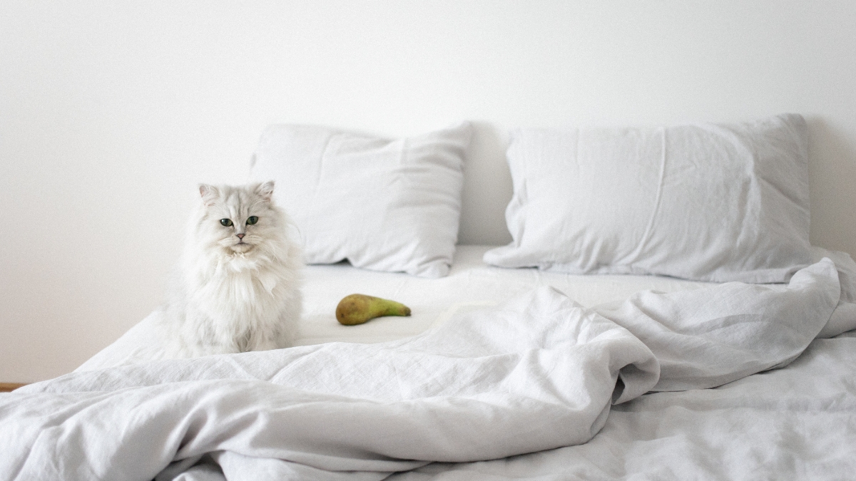Tu gato se orina en tu cama-5 razones