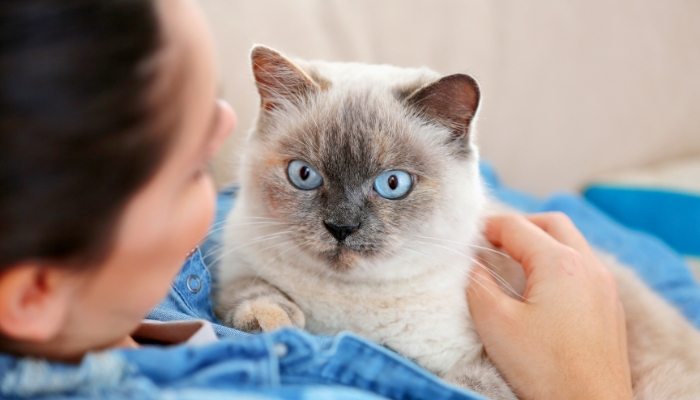 ¿Los gatos conocen a sus dueños?