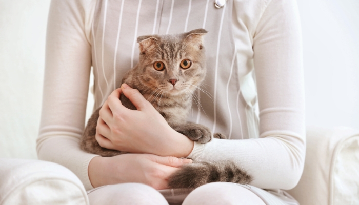 ¿Los gatos entienden las emociones humanas?